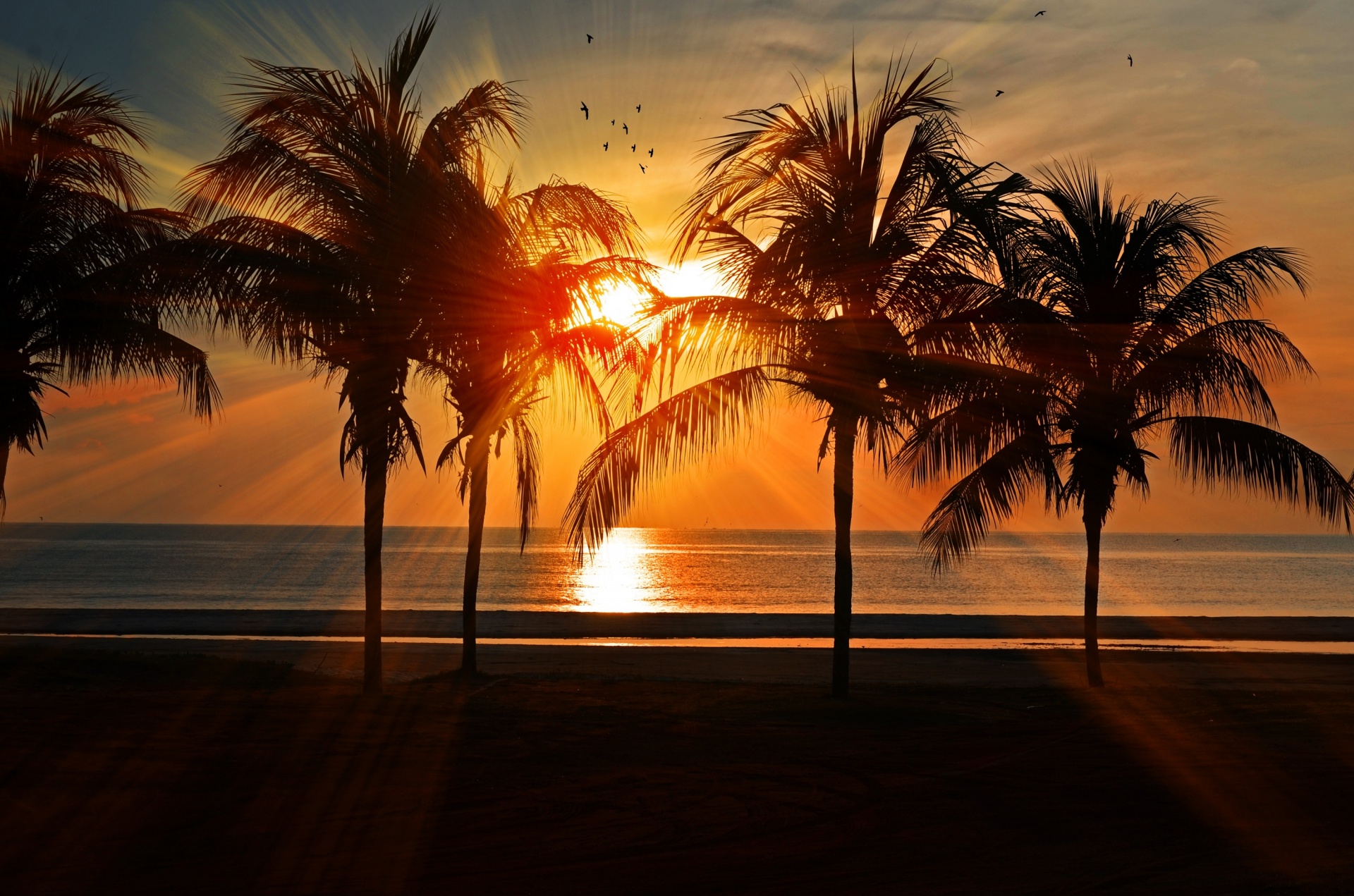 Sun Setting Over the Palm Trees