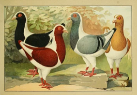 4 birds