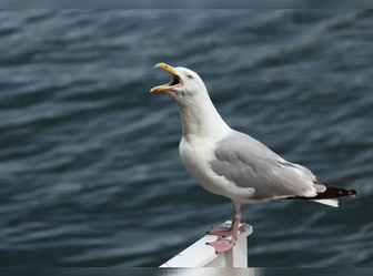 Screaming seagull