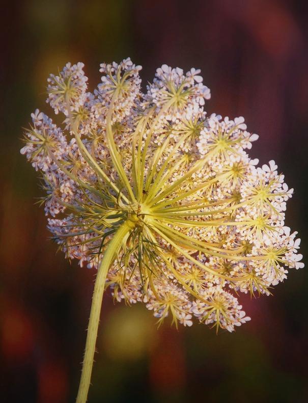 Yarrow blossom