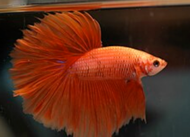 Siamese fighting fish
