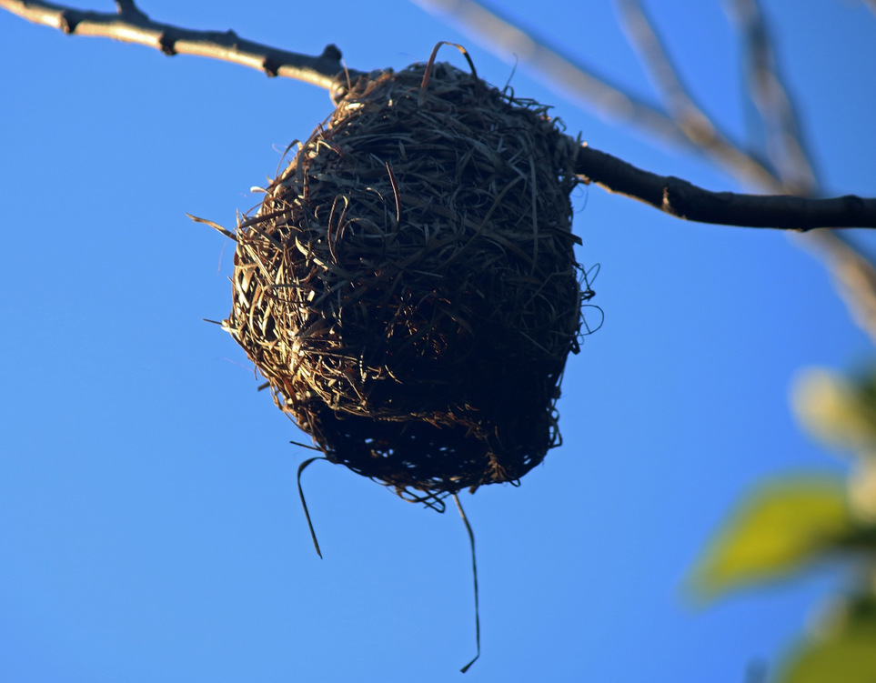 Weaver's nest with opening against blue sky