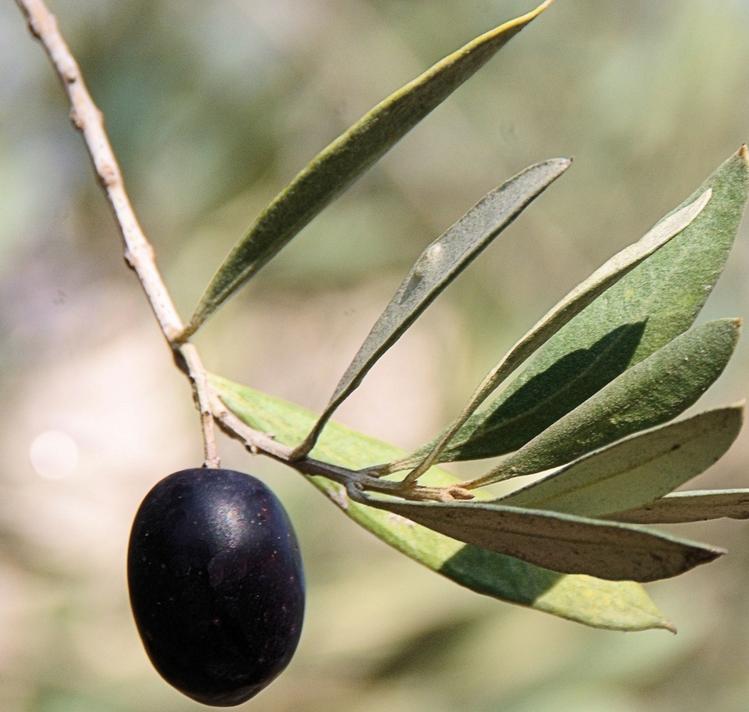 An olive