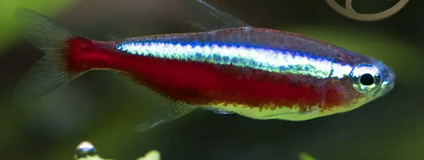 Cardinal Tetra - Paracheirodon axelrodi Fish