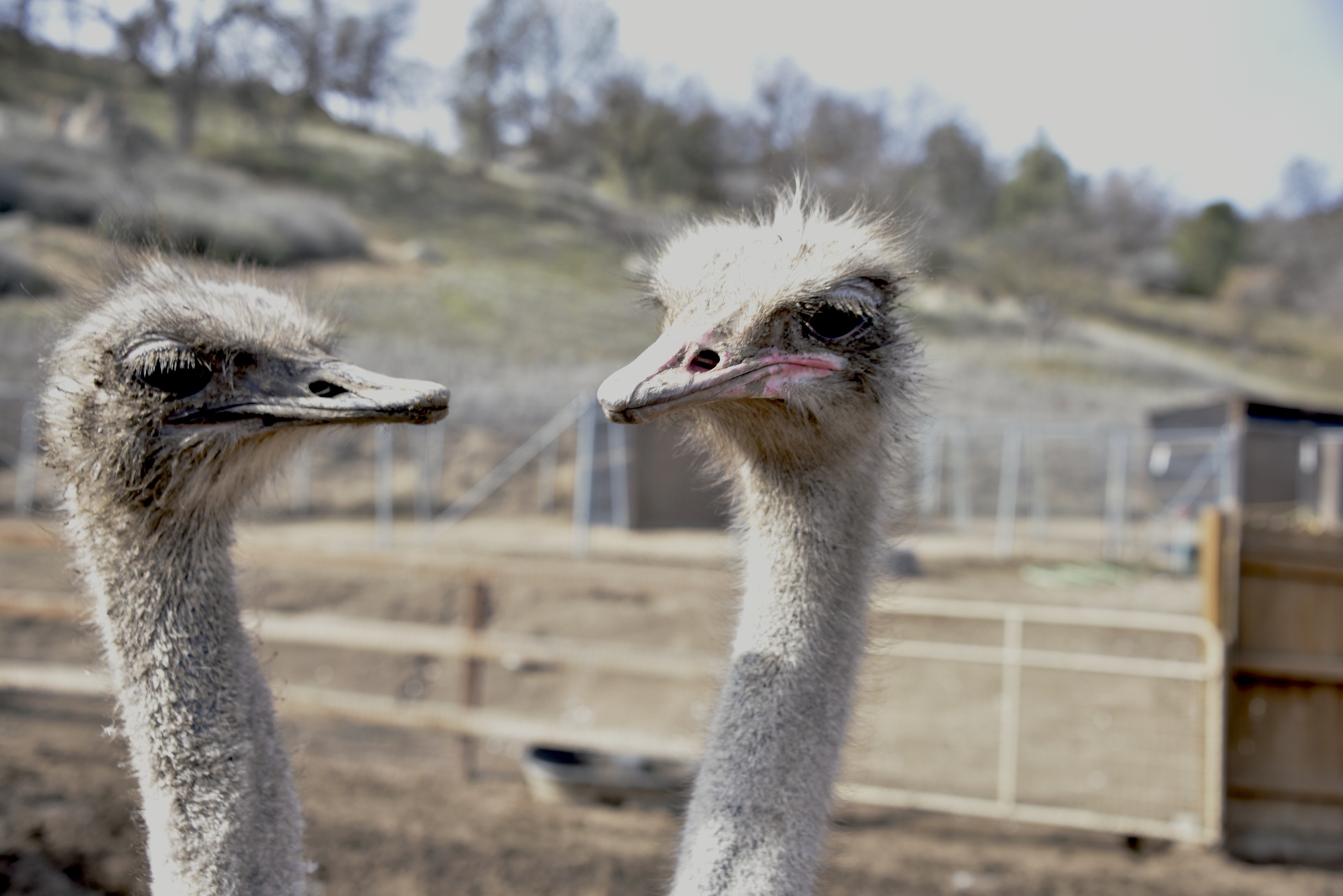 Two heads is better than one. Ostriches