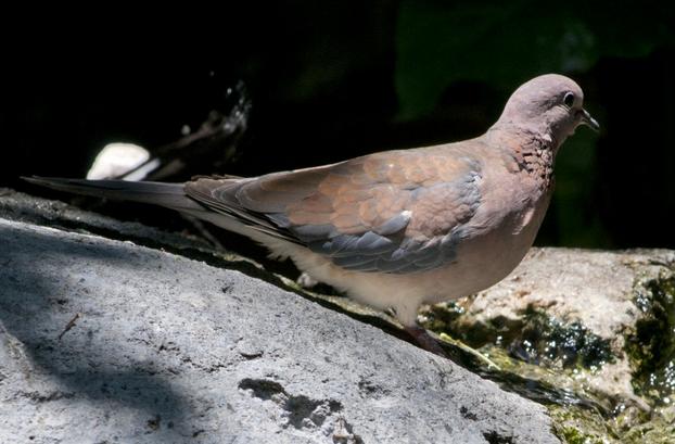 Peanut Pigeon