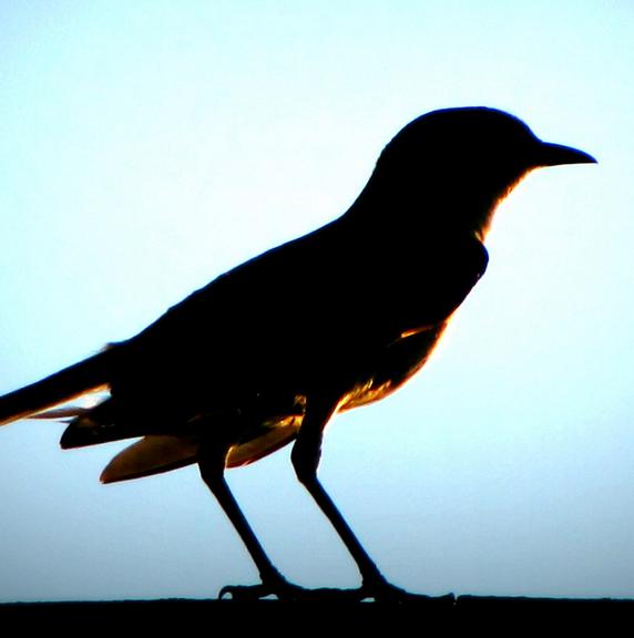 A bird profile