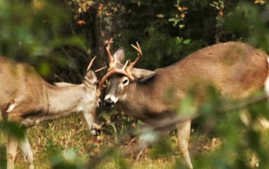 Two White-tailed Bucks Fighting