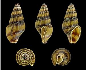 Assassin snail or bumblebee snail