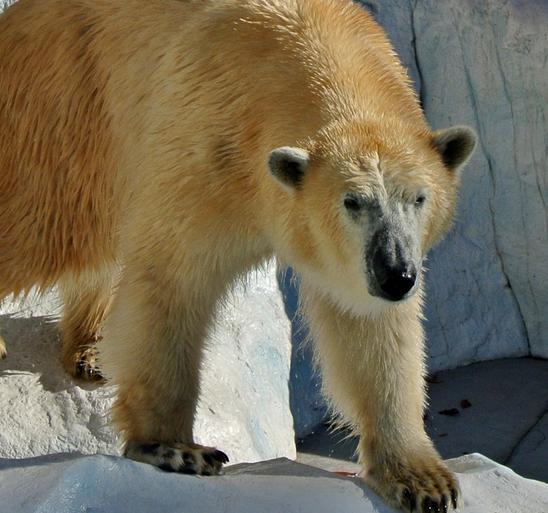 The king of the Zoo